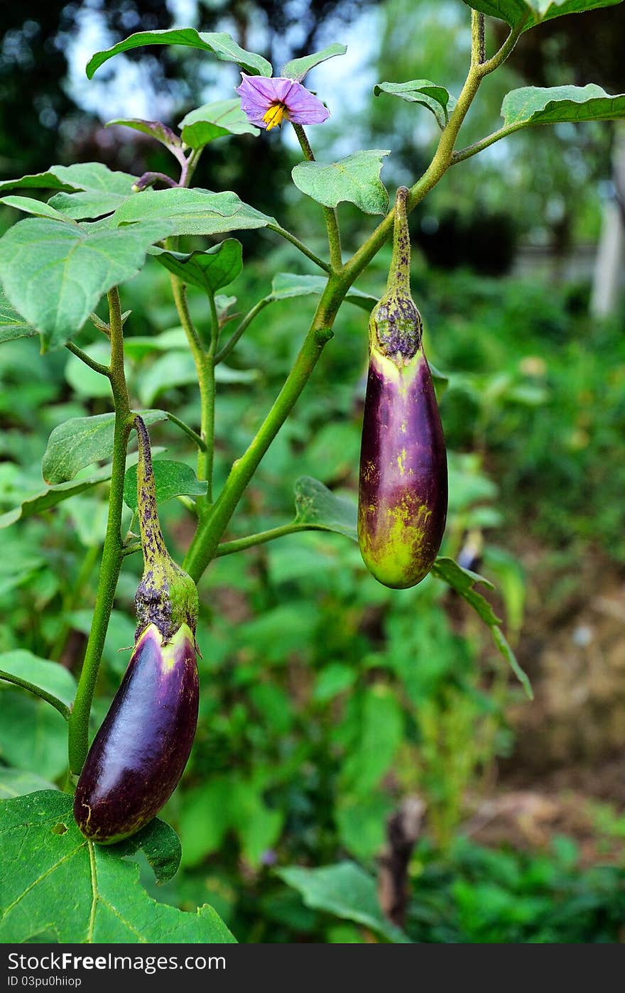 Raw egg plant with green leaf