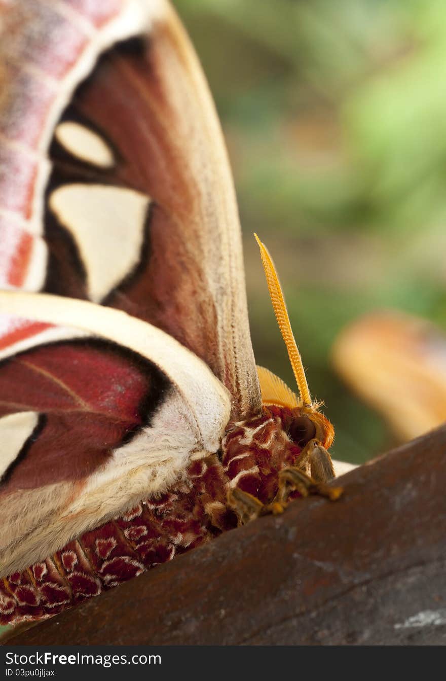 The Atlas moth (Attacus atlas) is a large saturniid moth found in the tropical and subtropical forests of Southeast Asia, and common across the Malay archipelago.