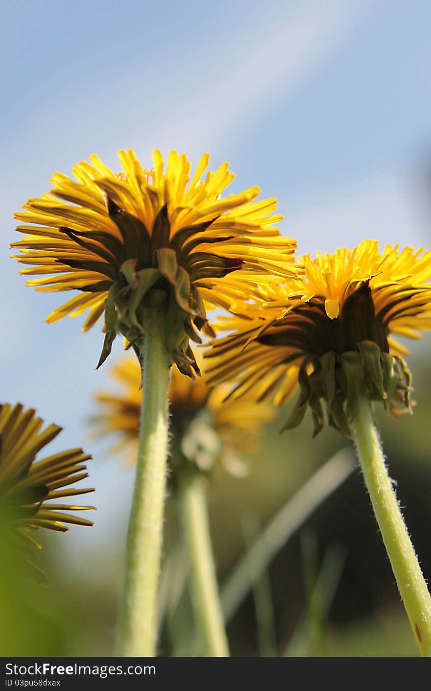 Dandelions On The Sky Background