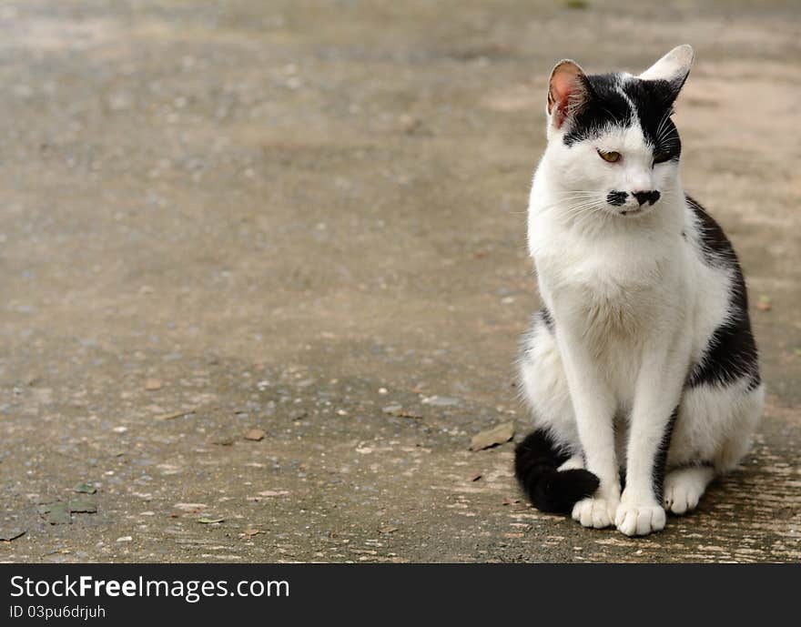 Portrait of lonely cat with space