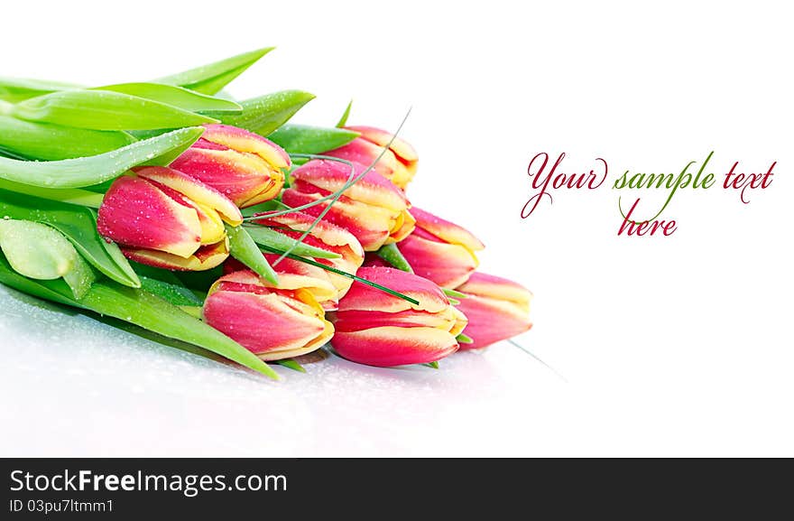 Bouquet of fresh tulips with drops (with sample text)