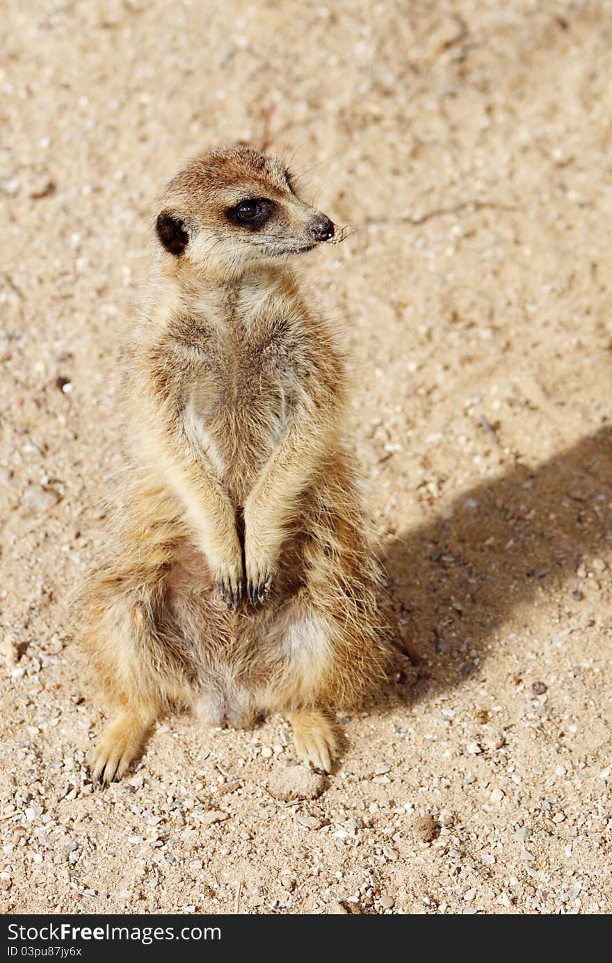 A watchful standing meerkat with brown fur. A watchful standing meerkat with brown fur