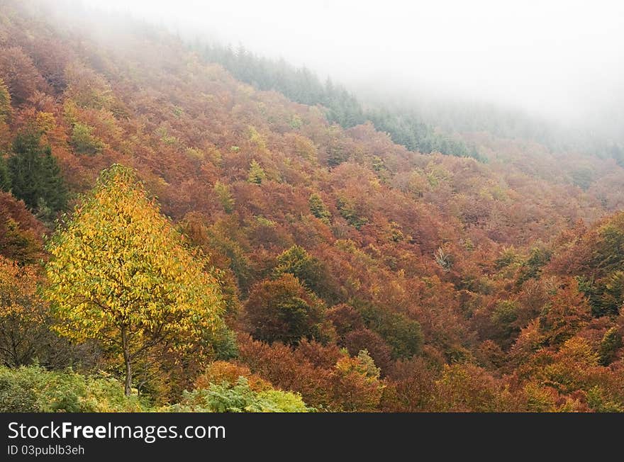 A general view of a autumn foggy landscape in Rioja, Spain.