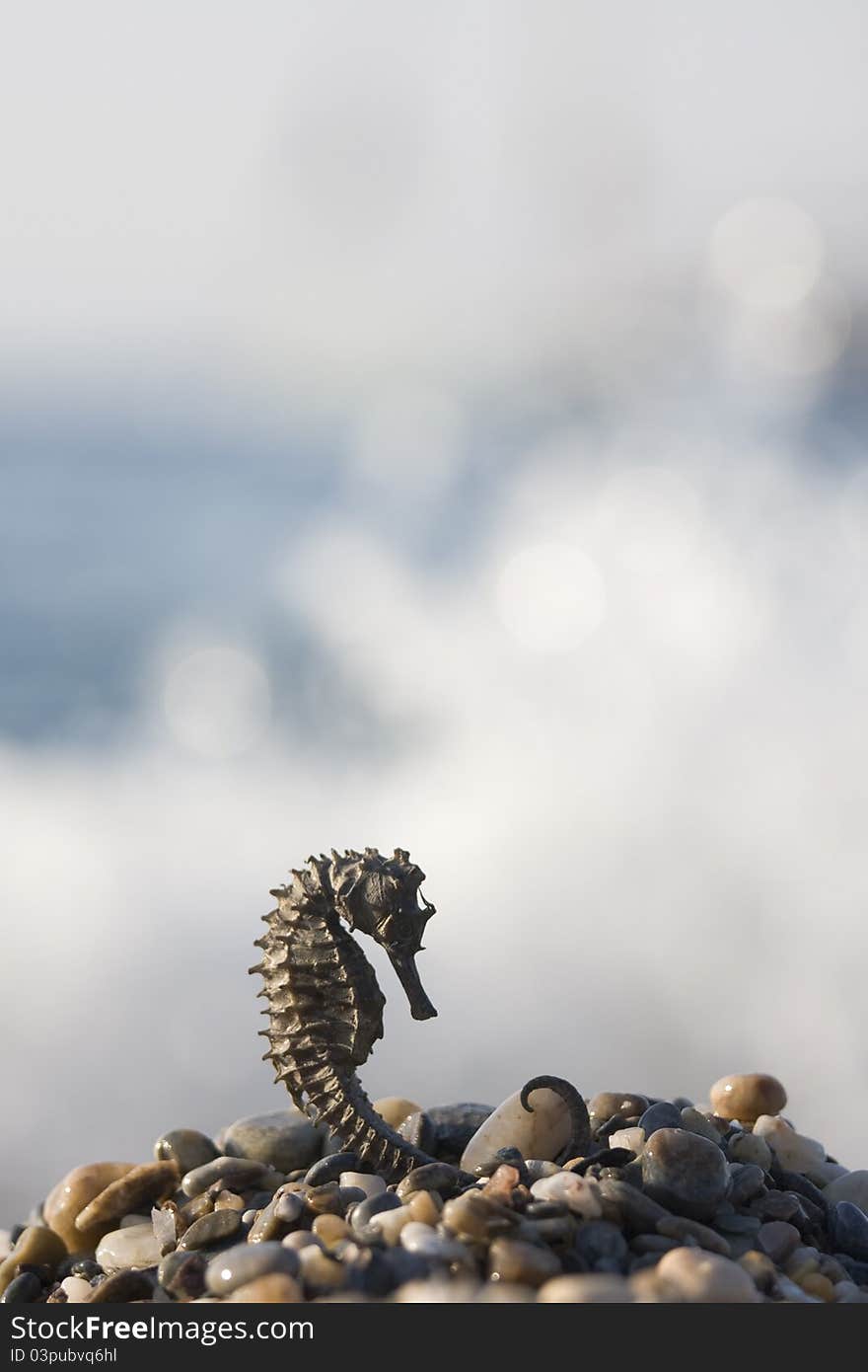 A dry seahorse on sand and rocks