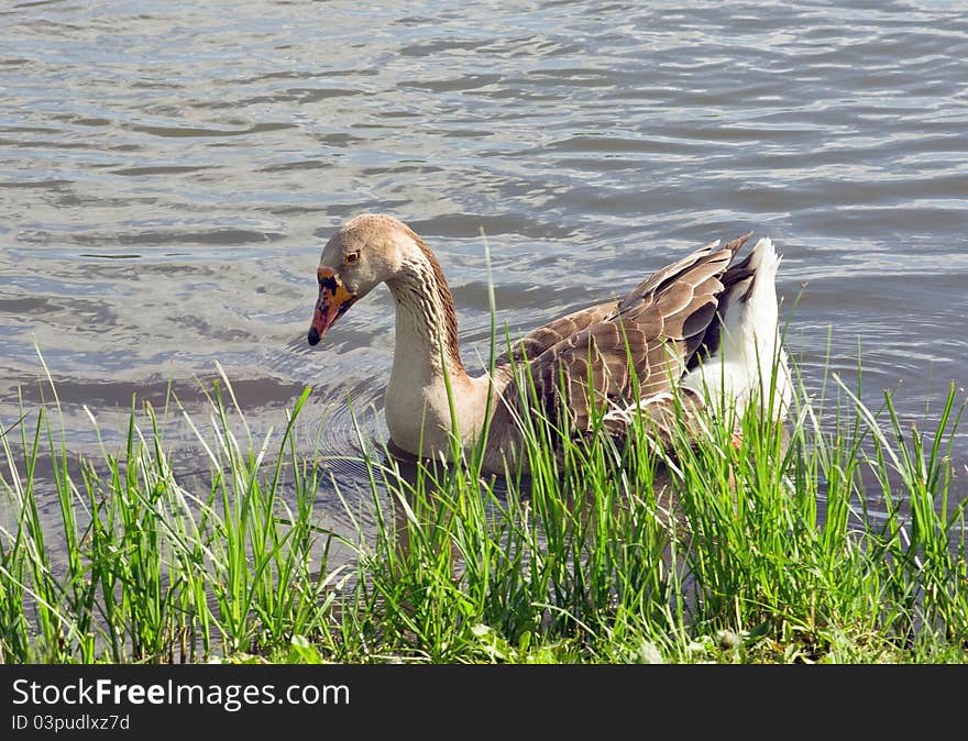 Goose Ashore