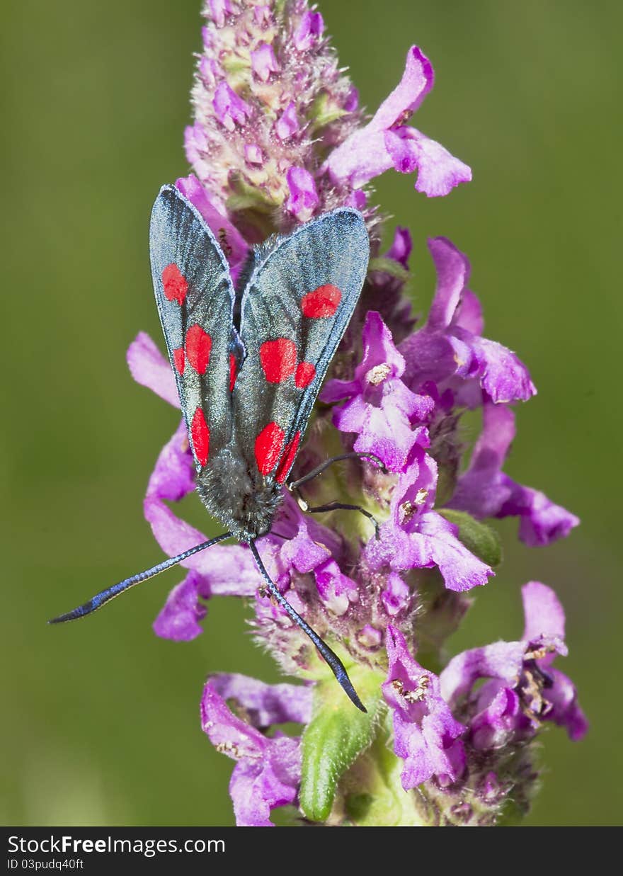 The butterfly on colors, a close up. The butterfly on colors, a close up.