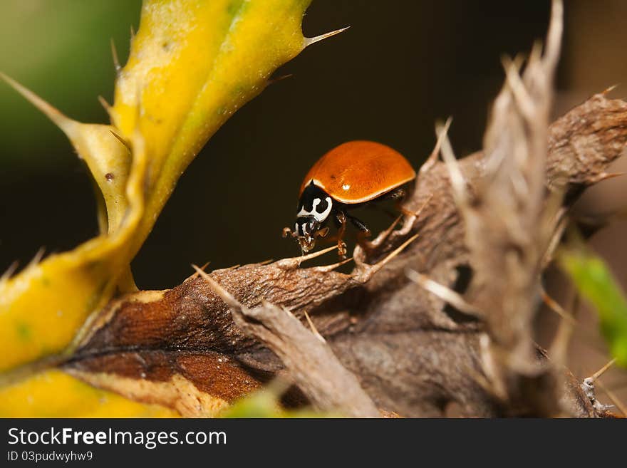 Asian Ladybug Beetle, (Harmonia axyridis) on a plant stem. Asian Ladybug Beetle, (Harmonia axyridis) on a plant stem.