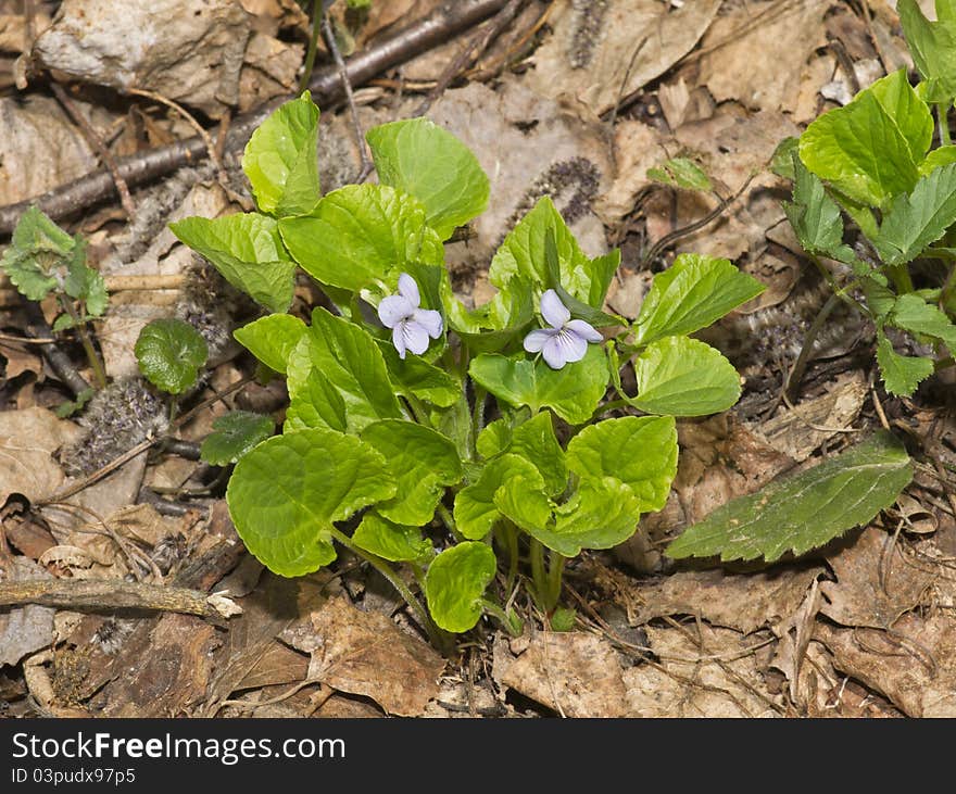 Viola canina. Wild forest violet growing from the ground. Viola canina. Wild forest violet growing from the ground