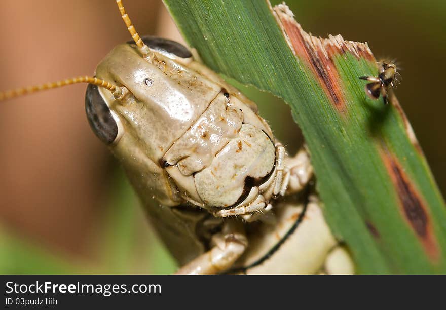 Close-up of a Grasshopper