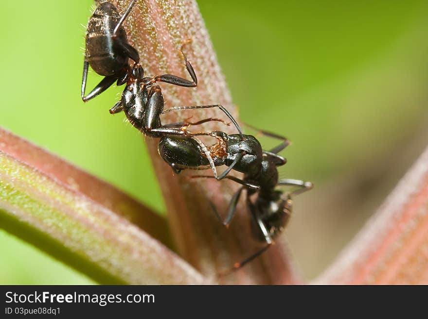 Two black Ants fighting over a food source.