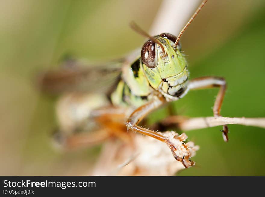 Close-up Of A Grasshopper