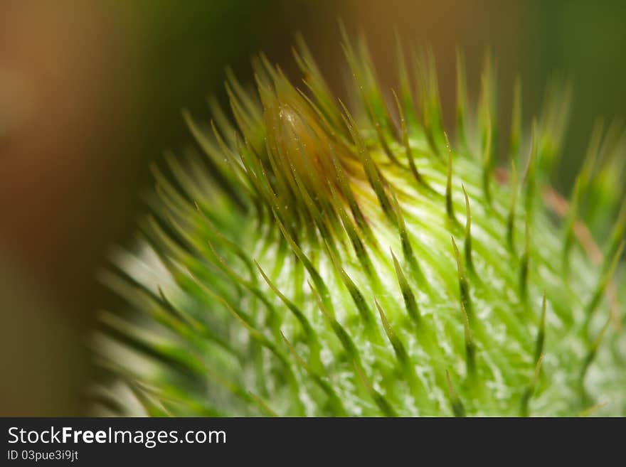 Thistle flower