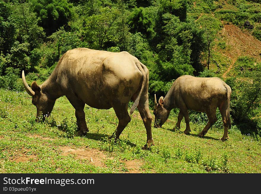 Water Buffaloes Grazing