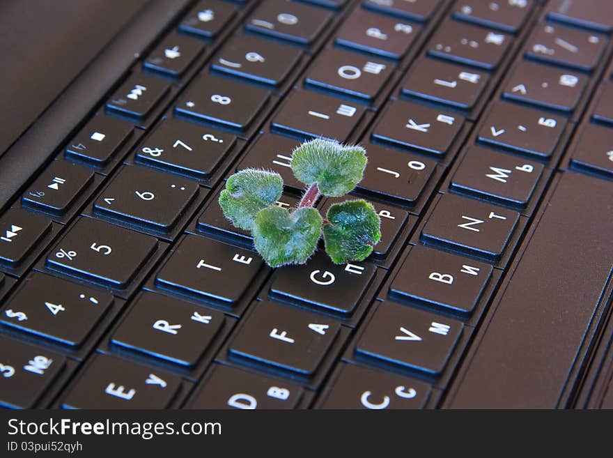 Plant located on the centre the keyboard. Plant located on the centre the keyboard