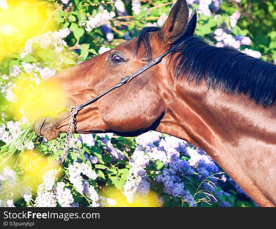 Portrait of nice horse outdoor sunny evening. Portrait of nice horse outdoor sunny evening