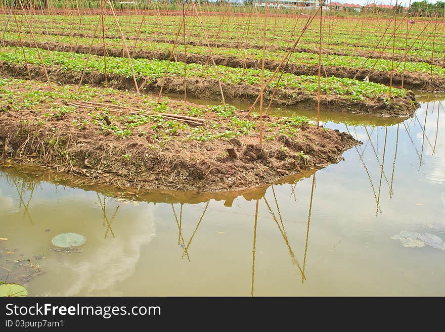 Vegetable garden