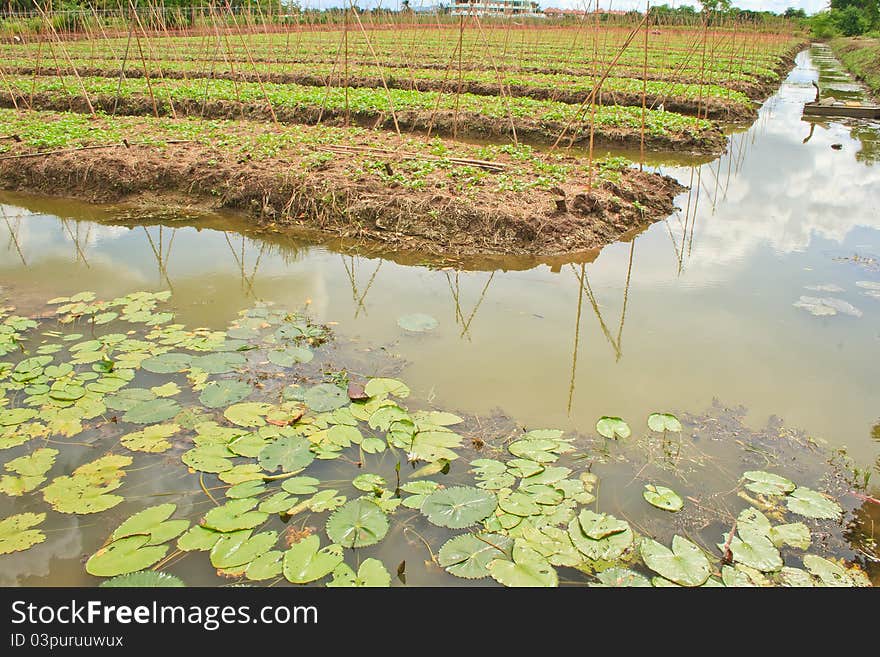 Vegetable garden