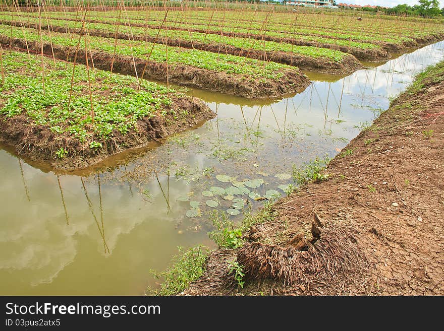 Vegetable Garden