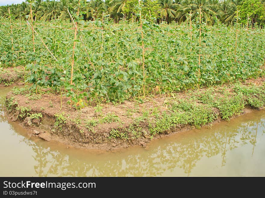 Vegetable garden