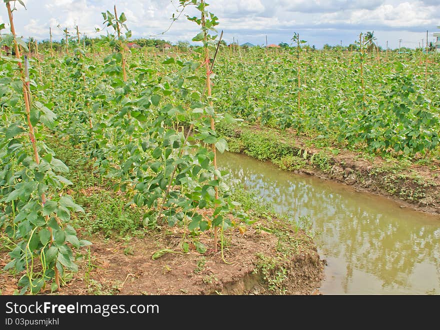 Vegetable garden