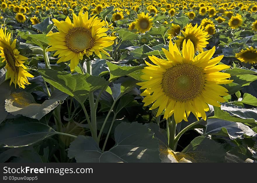 Sunflower summer landscape