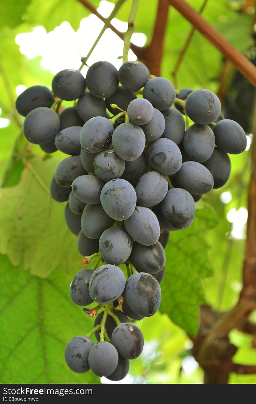 Juicy bunch of grapes