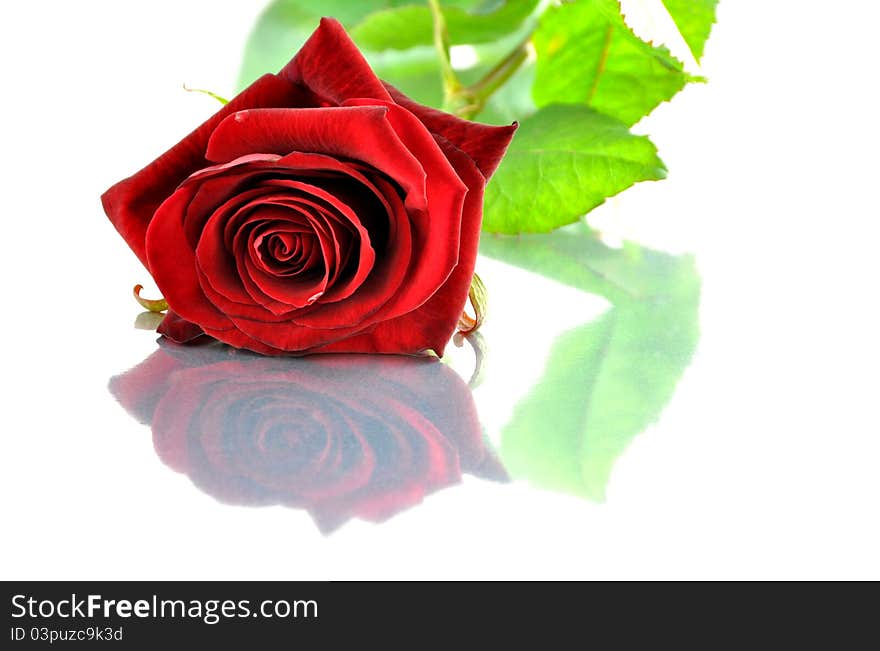 A single red rose and its reflection