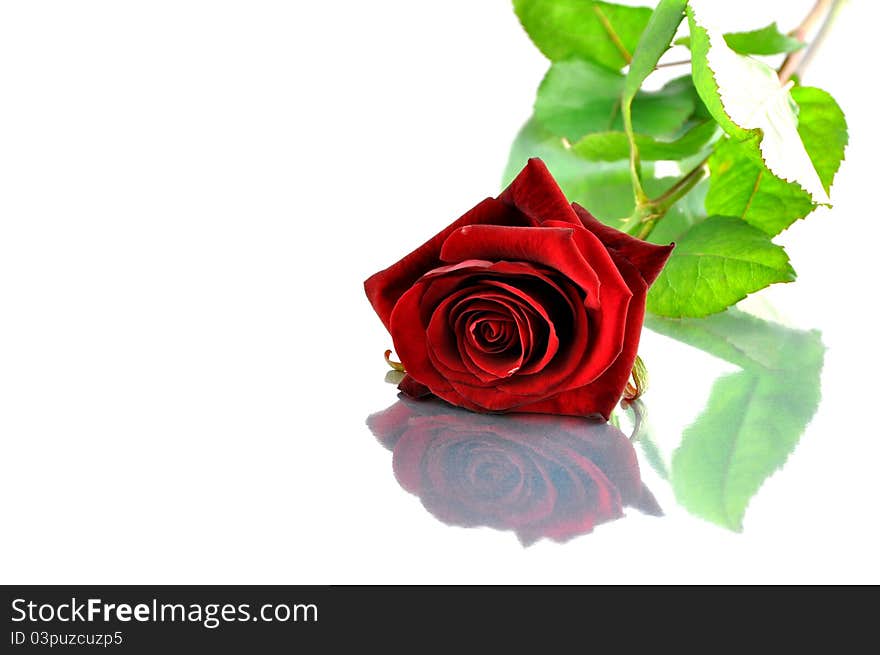 A single red rose and its reflection