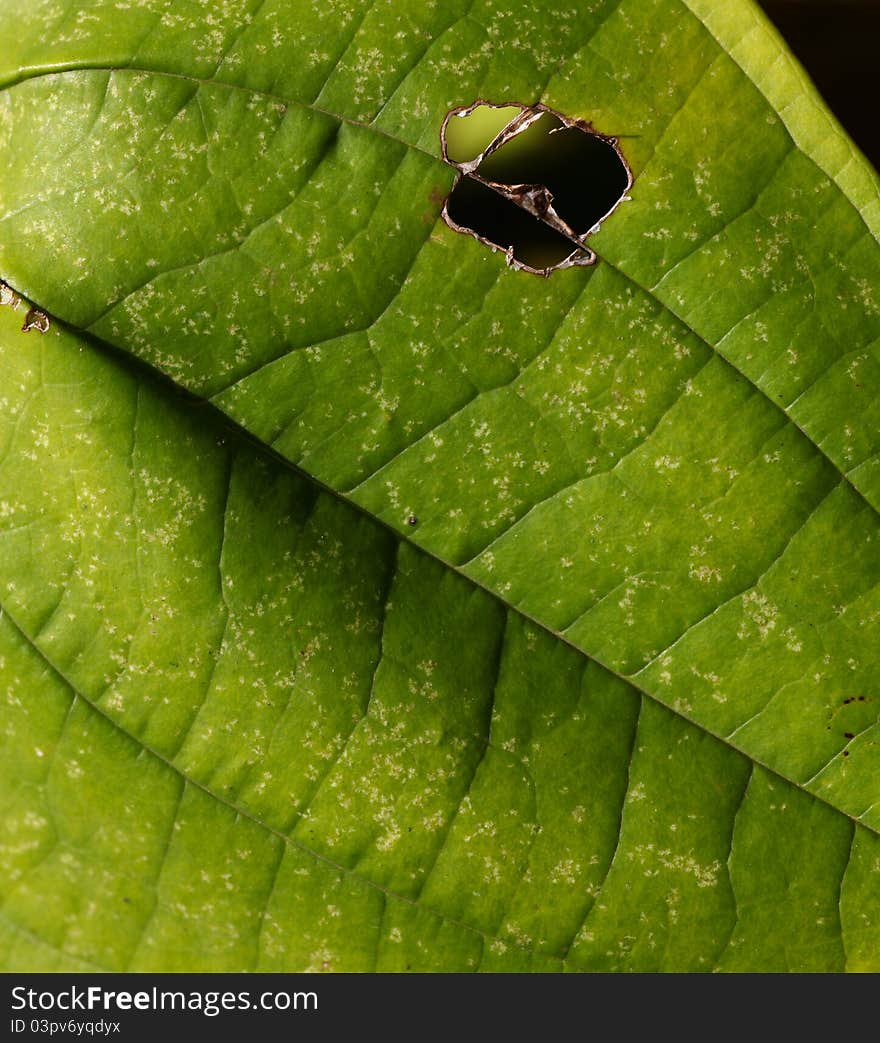 Close up of Green Leaf