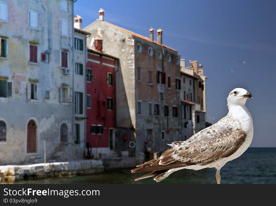 Rovinj Croatia and seagull