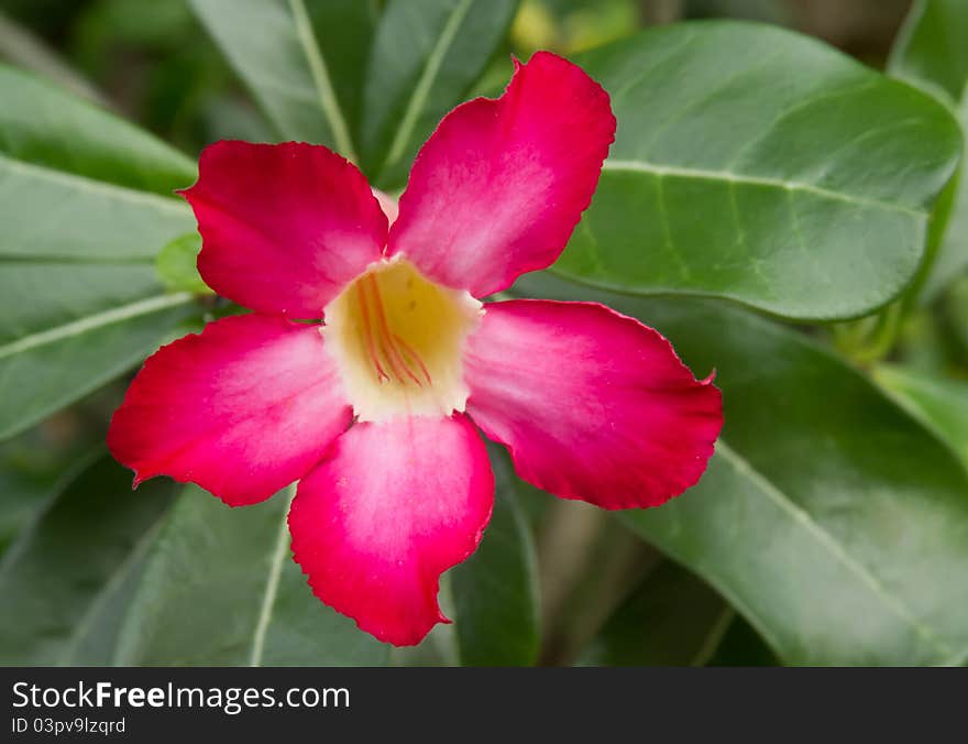 Impala Lily