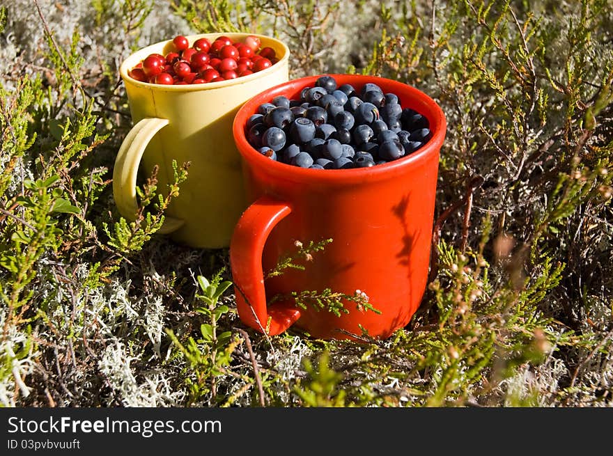 Red cup with blue berries and yellow cup with cowberry around green grass. Red cup with blue berries and yellow cup with cowberry around green grass