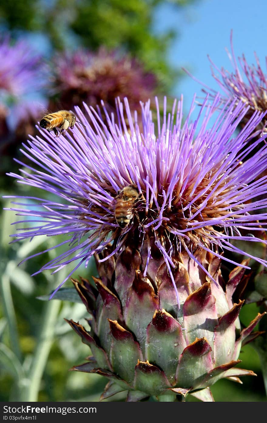 Honey bees on cardoon blossoms. Honey bees on cardoon blossoms