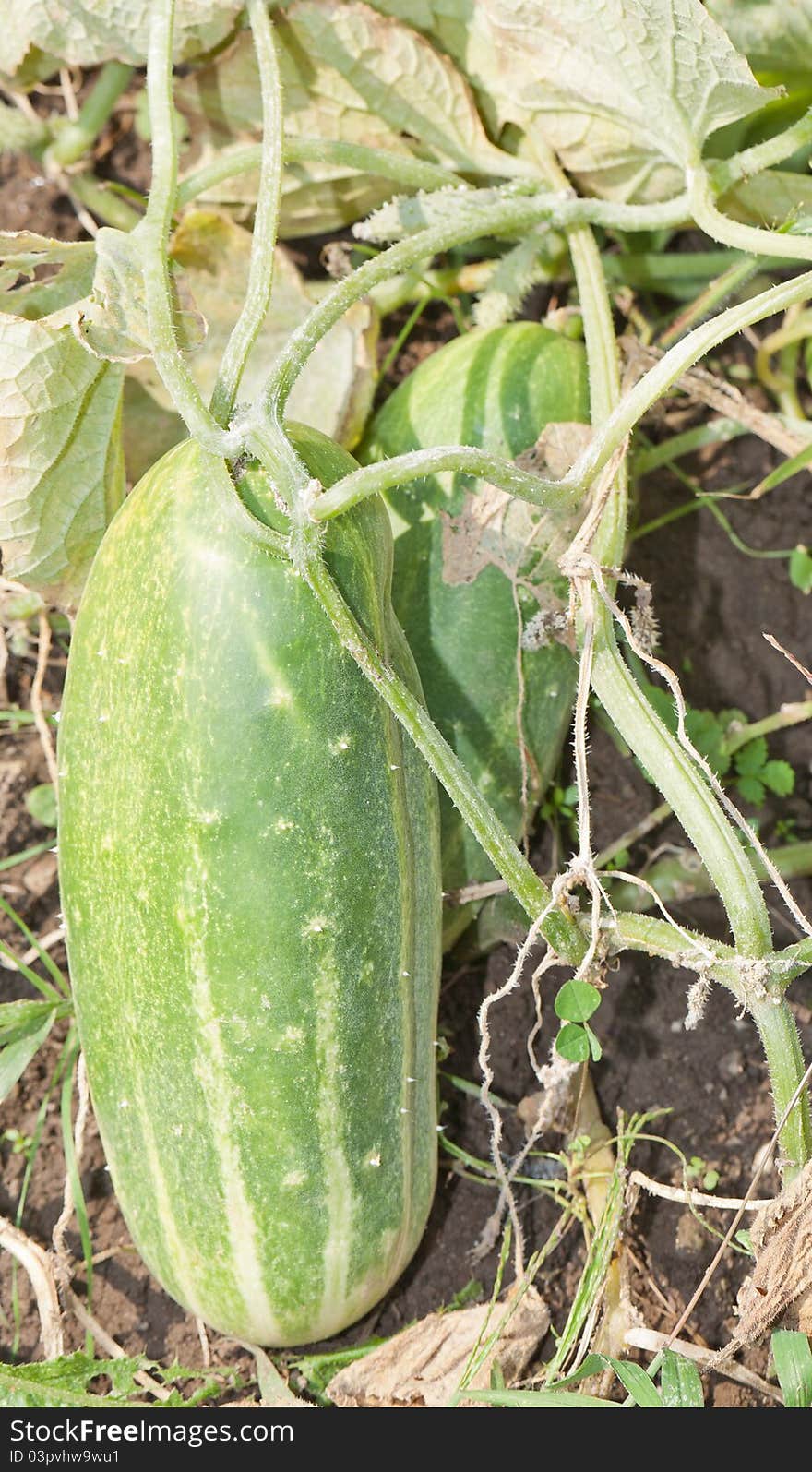 Cucumber