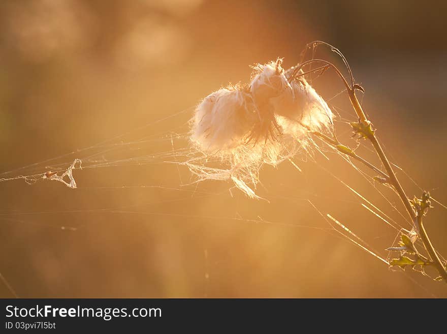 Cobwed wrapped plant, in warm sun light. Cobwed wrapped plant, in warm sun light