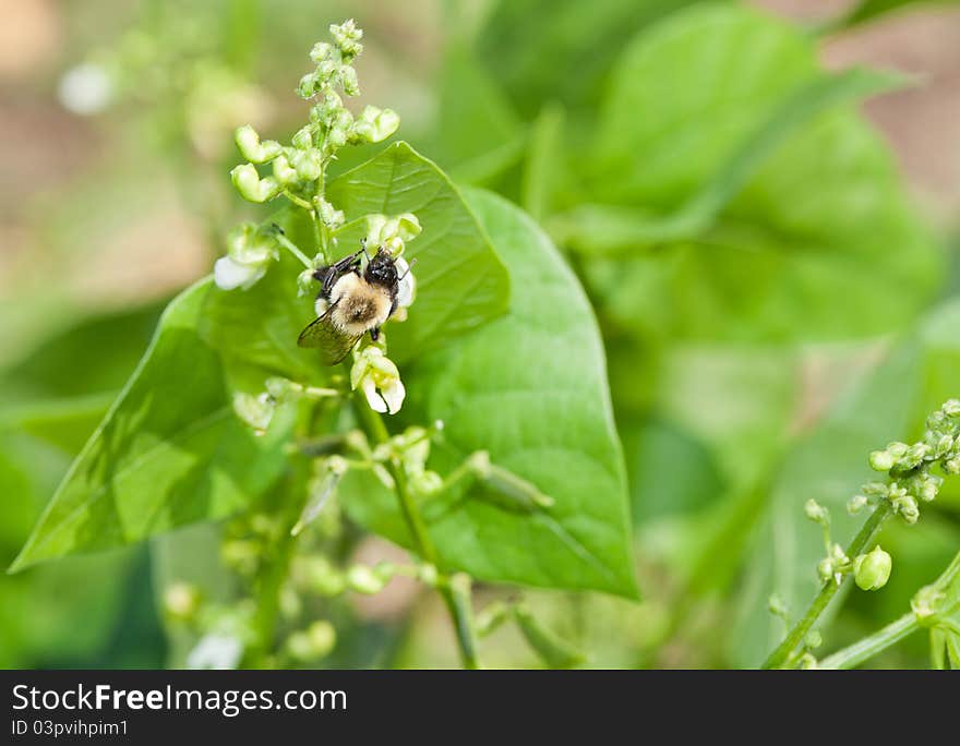 Bumblebee Pollinating Pepper Plant