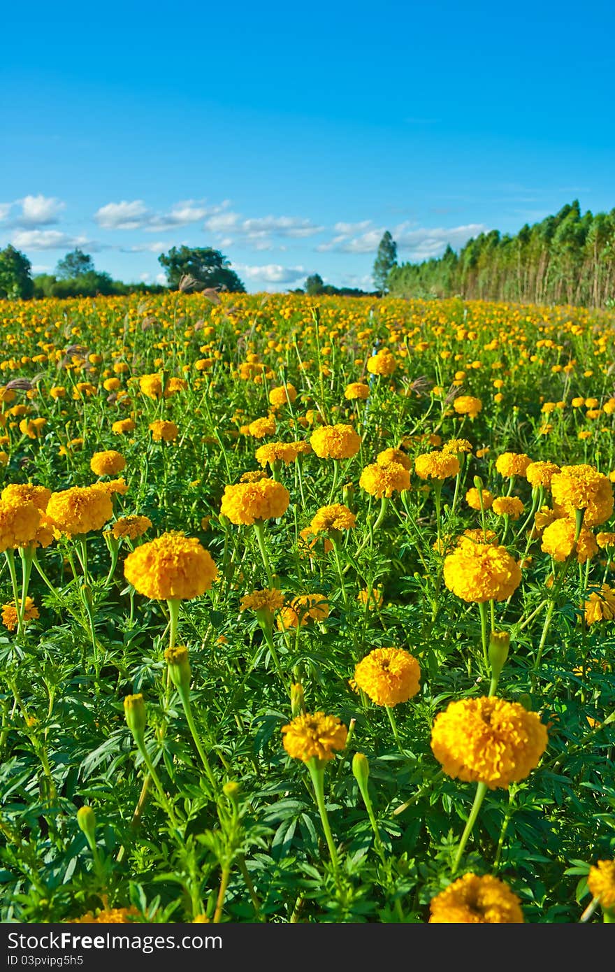 Marigold flower with blue sky background