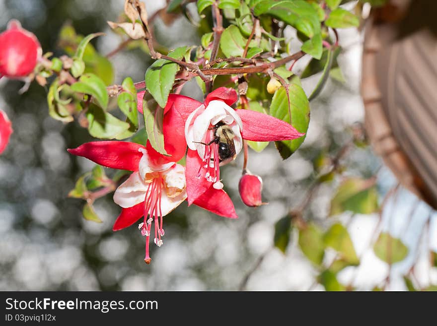 Bumblebee Pollinating a Hanging Fuschia Flower