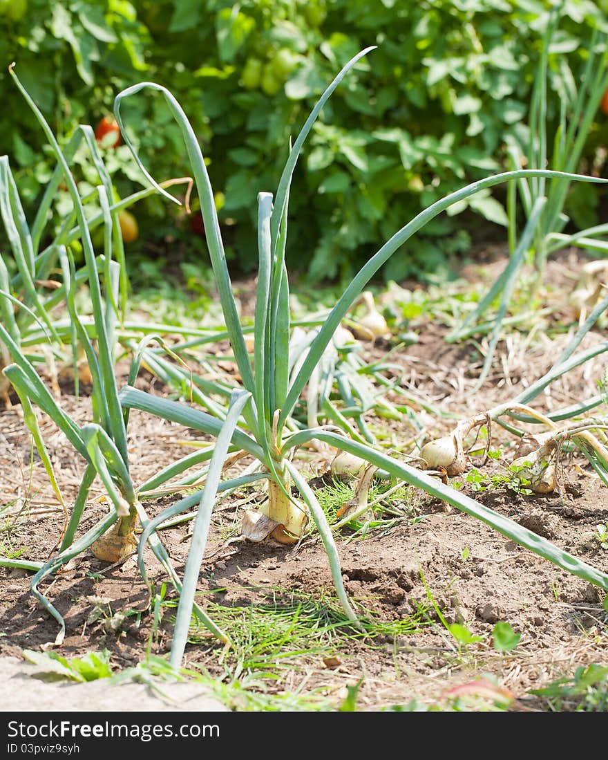 Onion Row