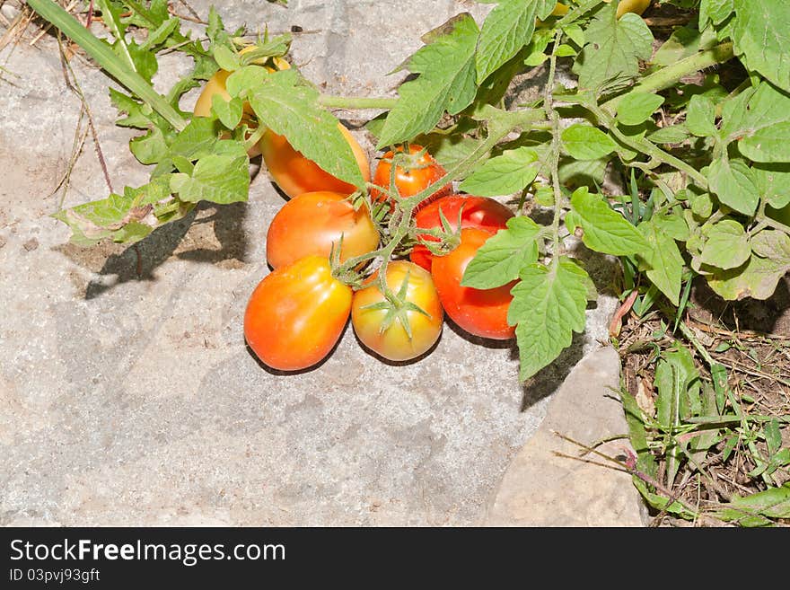 Plum Tomatoes Ripening in the Sun