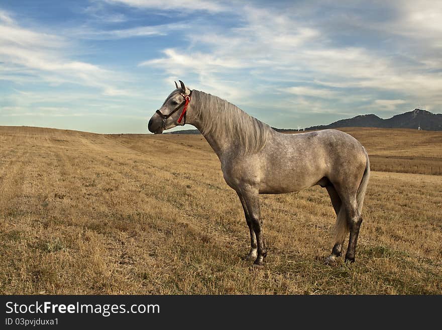 Beautiful Horse