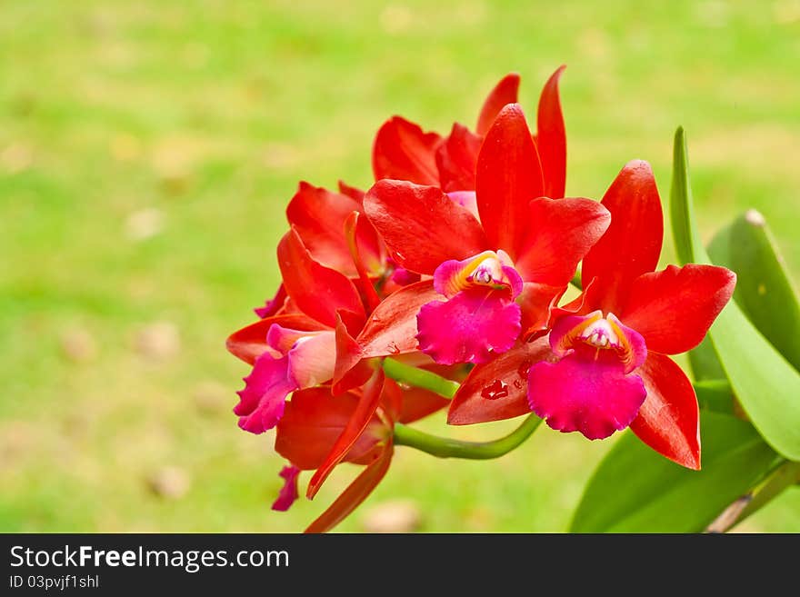 Red orchid with green background