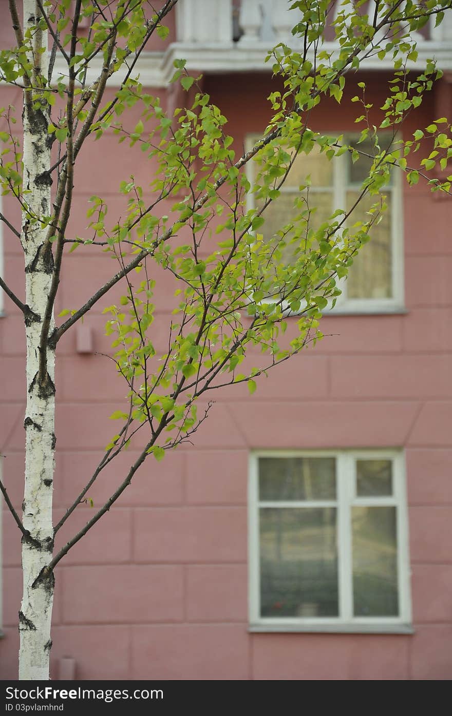 A think birch with a pink background. A think birch with a pink background