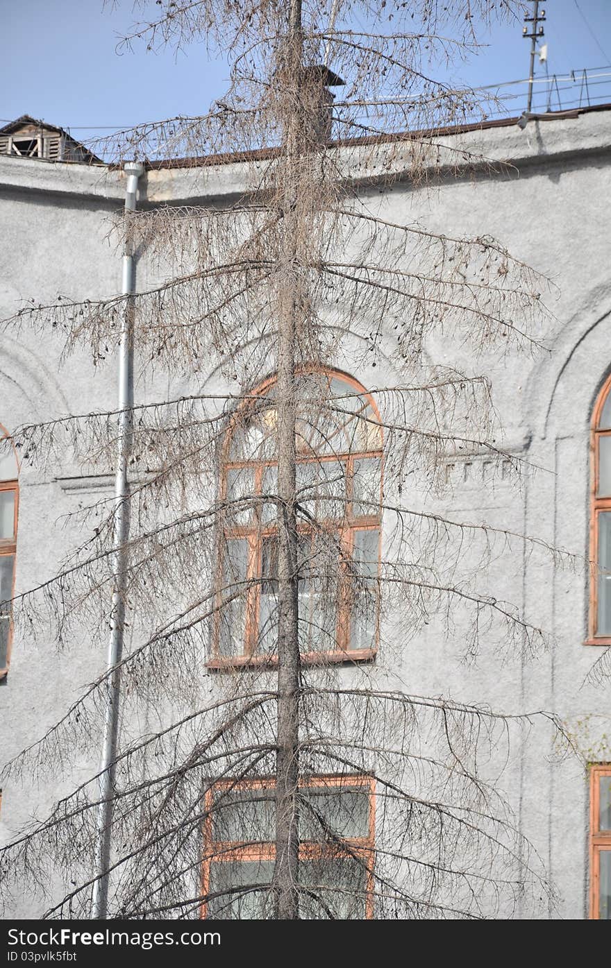 Dried fur tree near a gray building. Dried fur tree near a gray building