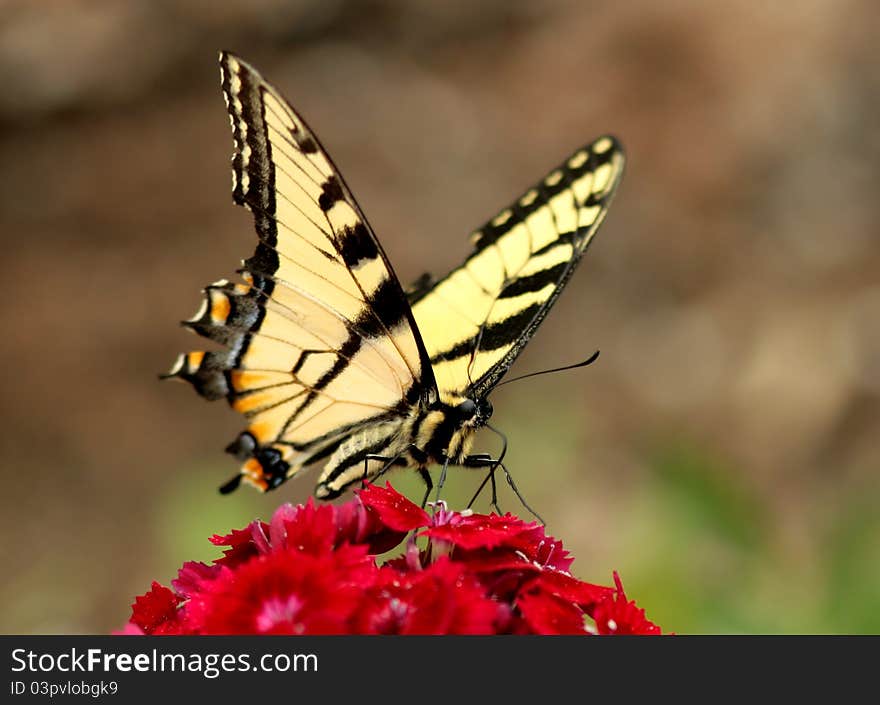 Eastern tiger swallowtail feeding in a buttefly garden on dianthus