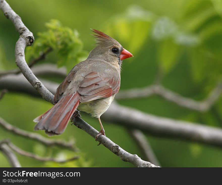 Female cardinal perch on a tree branch