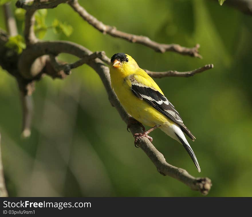 American goldfinch in Missouri Ozarks