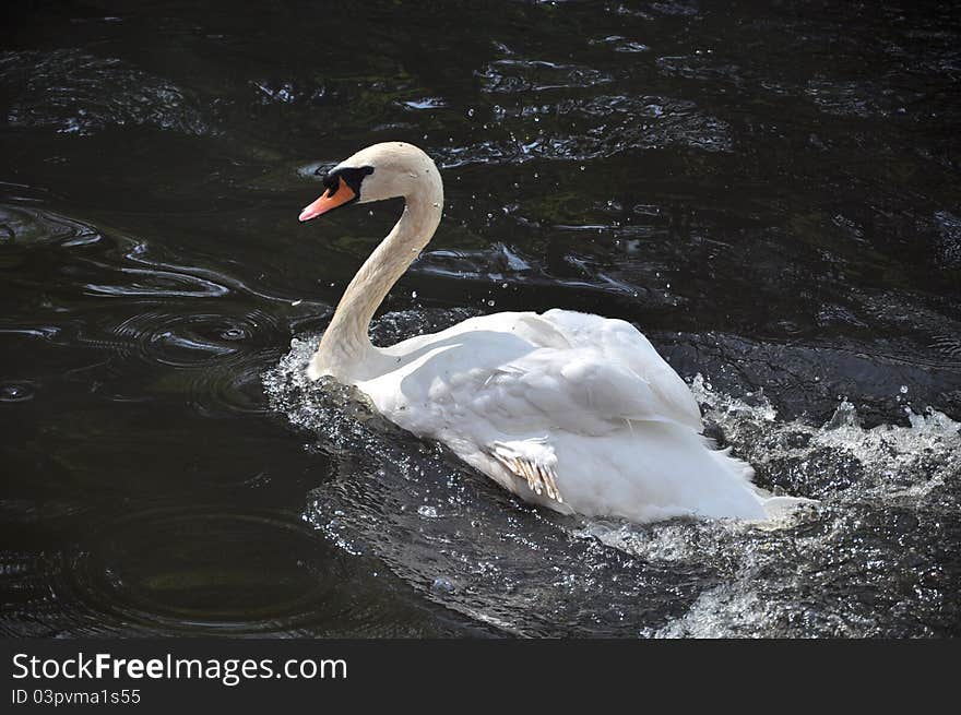 Swan in a pond