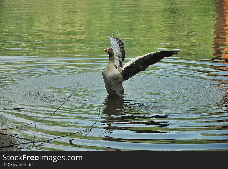 A duck blasting off water in a park. A duck blasting off water in a park