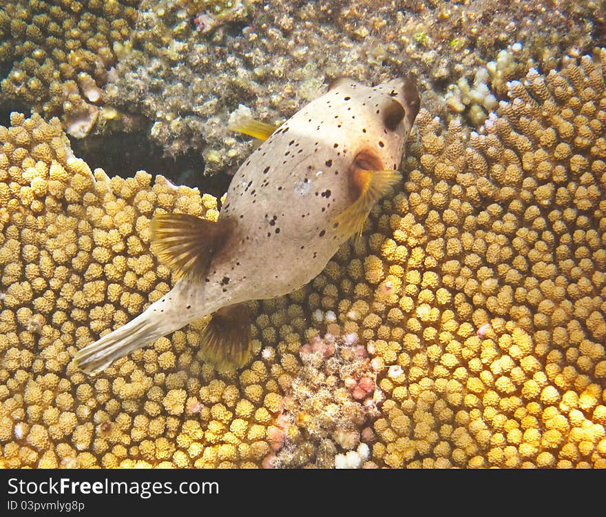 Puffer fish on the reef